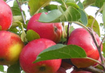 appels