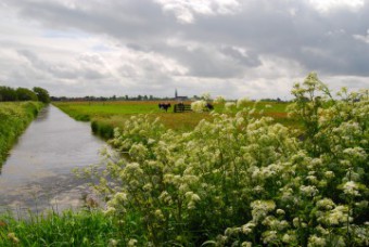 weiland-koe-header